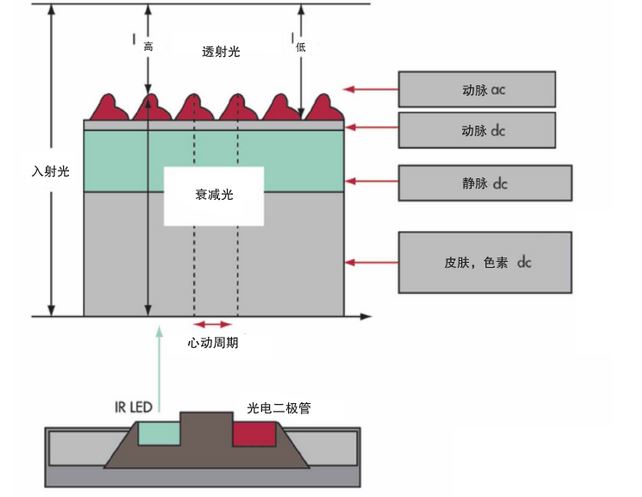 看仿生傳感技術(shù)如何帶著大家更健康的生活【附設(shè)計案例】