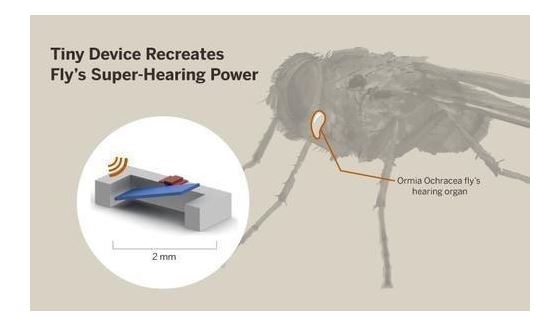 智能免電池助聽器設(shè)計，靈感來自蒼蠅!