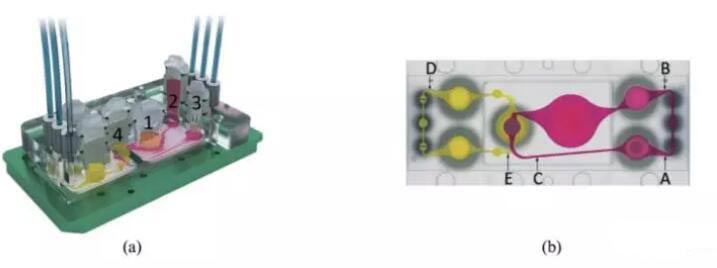 多器官微流控芯片技術(shù)及其應用