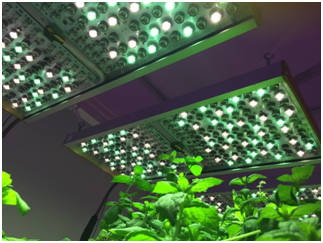 欧司朗推出园艺研究专用照明系统Phytofy RL